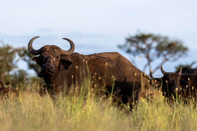 Cape Buffalo Herd At Golden Hour Seronera, Mara Region, Tanzania CR_JFZH260614-2013637-01