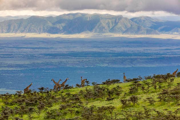 Creative Highlights World Masai Giraffes Overlooking the Vast Ngorongoro Highlands Ngorongoro, Arusha Region, Tanzania CR_JFZH260614-2013730-01