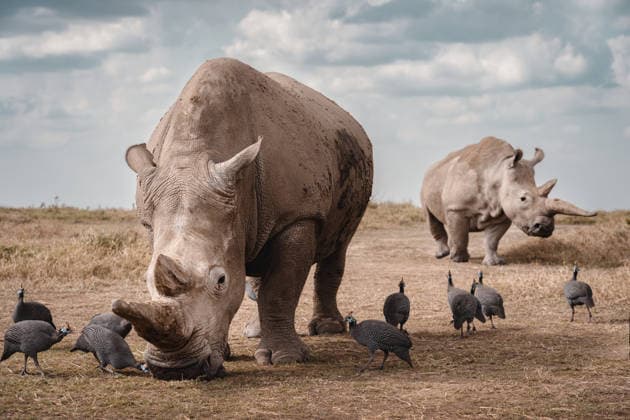 Creative Highlights World White rhinoceros grazing among helmeted guineafowl in grassland Nairobi, Nairobi County, Kenya CR_VAFF260612-2051370-01