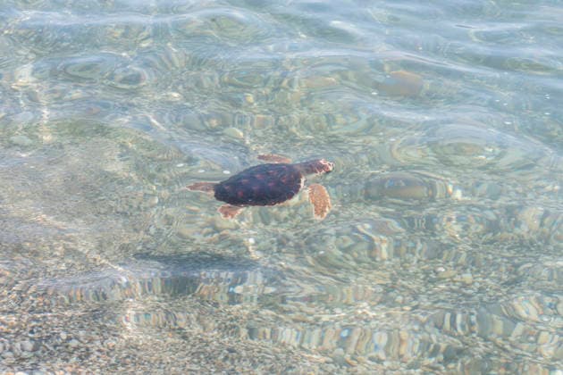 Release of several loggerhead turtles in Mojacar Almeria Loggerhead turtle specimen on the Rumina beach in Mojacar, Almeria Andalucia, Spain 15 JUNE 2026 Marian Leó Mojacar, Almeria Andalucia, Spain Mojacar, Almeria Andalucia, Spain  Copyright: xMarianxLeonx 7598620