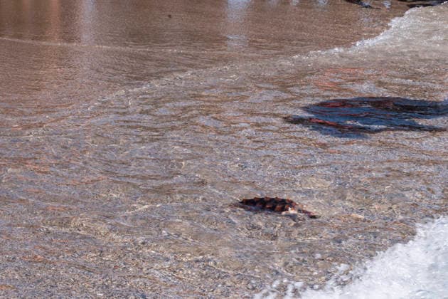 Release of several loggerhead turtles in Mojacar Almeria Loggerhead turtle specimen on the Rumina beach in Mojacar, Almeria Andalucia, Spain 15 JUNE 2026 Marian Leó Mojacar, Almeria Andalucia, Spain Mojacar, Almeria Andalucia, Spain  Copyright: xMarianxLeonx 7598622