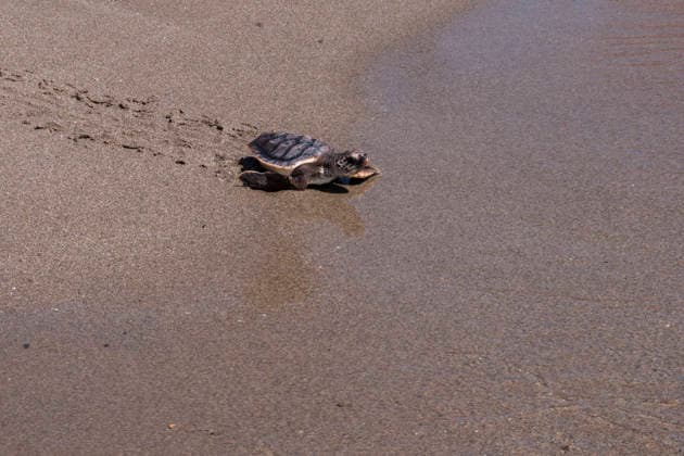 Release of several loggerhead turtles in Mojacar Almeria Loggerhead turtle specimen on the Rumina beach in Mojacar, Almeria Andalucia, Spain 15 JUNE 2026 Marian Leó Mojacar, Almeria Andalucia, Spain Mojacar, Almeria Andalucia, Spain  Copyright: xMarianxLeonx 7598623