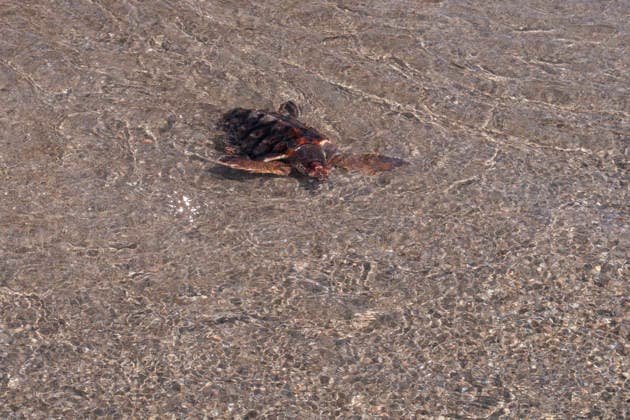 Release of several loggerhead turtles in Mojacar Almeria Loggerhead turtle specimen on the Rumina beach in Mojacar, Almeria Andalucia, Spain 15 JUNE 2026 Marian Leó Mojacar, Almeria Andalucia, Spain Mojacar, Almeria Andalucia, Spain  Copyright: xMarianxLeonx 7598624