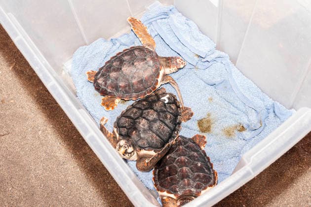 Release of several loggerhead turtles in Mojacar Almeria Loggerhead turtles for their release on Rumina beach in Mojacar, Almeria Andalucia, Spain 15 JUNE 2026 Marian Leó Mojacar, Almeria Andalucia, Spain Mojacar, Almeria Andalucia, Spain  Copyright: xMarianxLeonx 7598649