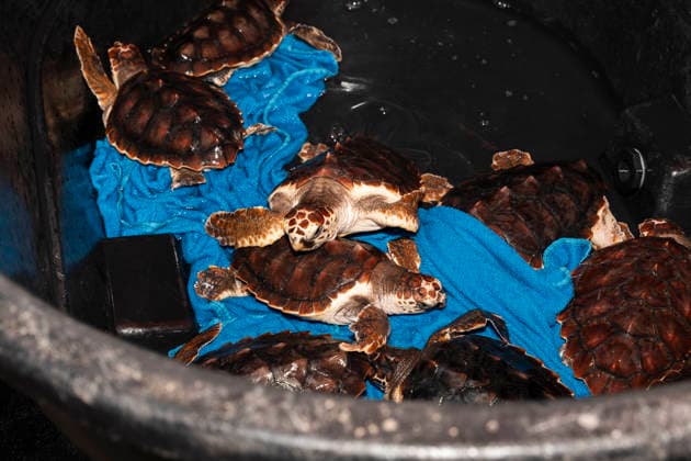 Release of several loggerhead turtles in Mojacar Almeria Loggerhead turtles for their release on Rumina beach in Mojacar, Almeria Andalucia, Spain 15 JUNE 2026 Marian Leó Mojacar, Almeria Andalucia, Spain Mojacar, Almeria Andalucia, Spain  Copyright: xMarianxLeonx 7598650