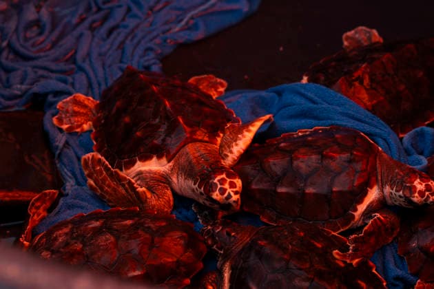 Release of several loggerhead turtles in Mojacar Almeria Loggerhead turtles for their release on Rumina beach in Mojacar, Almeria Andalucia, Spain 15 JUNE 2026 Marian Leó Mojacar, Almeria Andalucia, Spain Mojacar, Almeria Andalucia, Spain  Copyright: xMarianxLeonx 7598651