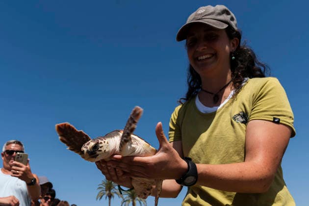 Release of several loggerhead turtles in Mojacar Almeria Image of the release of several loggerhead turtles on the Rumina beach in the town of Mojacar Almeria June 15, 2026 in Mojacar, Almeria Andalusia, Spain The 27 loggerhead sea turtles Caretta caretta that have been released today come from the nesting of a female on the beach of Piedra Villazar in Mojacar Almeria in June 2025 The 27 specimens are part of the original incubation chamber of this nesting, in which 99 eggs were found deposited, as indicated by the Junta in a note The turtles are over 1.2 kilos and are in good physical and sanitary condition for their release 15 JUNE 2026 Marian Leó Mojacar, Almeria Andalucia, Esp Mojacar, Almeria Andalucia, Espana  Copyright: xMarianxLeonx 7598903
