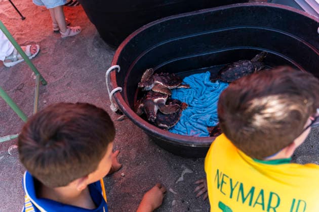 Release of several loggerhead turtles in Mojacar Almeria Image of the release of several loggerhead turtles on the Rumina beach in the town of Mojacar Almeria June 15, 2026 in Mojacar, Almeria Andalusia, Spain The 27 loggerhead sea turtles Caretta caretta that have been released today come from the nesting of a female on the beach of Piedra Villazar in Mojacar Almeria in June 2025 The 27 specimens are part of the original incubation chamber of this nesting, in which 99 eggs were found deposited, as indicated by the Junta in a note The turtles are over 1.2 kilos and are in good physical and sanitary condition for their release 15 JUNE 2026 Marian Leó Mojacar, Almeria Andalucia, Esp Mojacar, Almeria Andalucia, Espana  Copyright: xMarianxLeonx 7598905