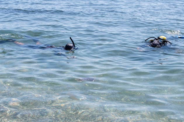 Release of several loggerhead turtles in Mojacar Almeria Image of the release of several loggerhead turtles on the Rumina beach in the town of Mojacar Almeria June 15, 2026 in Mojacar, Almeria Andalusia, Spain The 27 loggerhead sea turtles Caretta caretta that have been released today come from the nesting of a female on the beach of Piedra Villazar in Mojacar Almeria in June 2025 The 27 specimens are part of the original incubation chamber of this nesting, in which 99 eggs were found deposited, as indicated by the Junta in a note The turtles are over 1.2 kilos and are in good physical and sanitary condition for their release 15 JUNE 2026 Marian Leó Mojacar, Almeria Andalucia, Esp Mojacar, Almeria Andalucia, Espana  Copyright: xMarianxLeonx 7598906