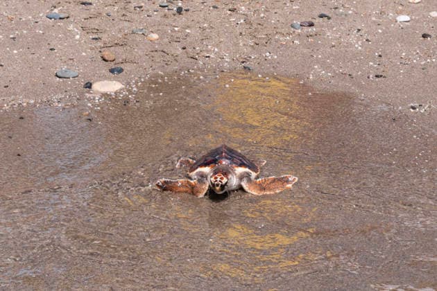 Release of several loggerhead turtles in Mojacar Almeria Image of the release of several loggerhead turtles on the Rumina beach in the town of Mojacar Almeria June 15, 2026 in Mojacar, Almeria Andalusia, Spain The 27 loggerhead sea turtles Caretta caretta that have been released today come from the nesting of a female on the beach of Piedra Villazar in Mojacar Almeria in June 2025 The 27 specimens are part of the original incubation chamber of this nesting, in which 99 eggs were found deposited, as indicated by the Junta in a note The turtles are over 1.2 kilos and are in good physical and sanitary condition for their release 15 JUNE 2026 Marian Leó Mojacar, Almeria Andalucia, Esp Mojacar, Almeria Andalucia, Espana  Copyright: xMarianxLeonx 7598912
