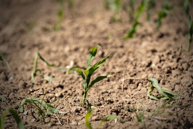 Bavaria, Germany June 14, 2026: Parched farmland and weakened young plants illustrate the consequences of drought and water scarcity. The image symbolizes climate change, crop failures, declining yields, and the strain that extreme weather conditions place on agriculture. *** Ausgetrockneter Ackerboden und geschwächte Jungpflanzen zeigen die Folgen von Dürre und Wassermangel. Das Bild steht für Klimawandel, Ernteausfälle, sinkende Erträge und die Belastung der Landwirtschaft durch extreme Wetterlagen.