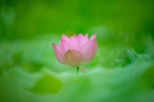 (260615) -- BEIJING, June 15, 2026 -- A lotus flower is pictured at a park in Taizhou City, east China s Jiangsu Province, June 15, 2026. (Photo by Xinhua) CHINA-LOTUS-SCENERY (CN) YangxYugang 