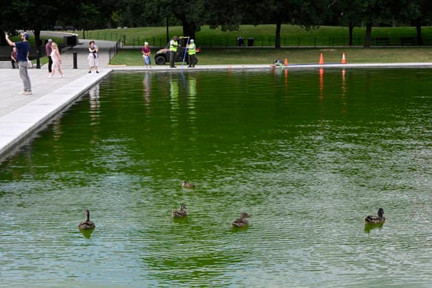 Newly-Renovated Lincoln Memorial Reflecting Pool Turns Green With Algae The water in the Lincoln Memorial Reflecting Pool has turned green as algae has begun to bloom following the completion of recent renovations on June 15, 2026 in Washington, DC. Photo by Olivier Douliery ABACAPRESS.COM Washington DC United States  Copyright: xDoulieryxOlivier ABACAx