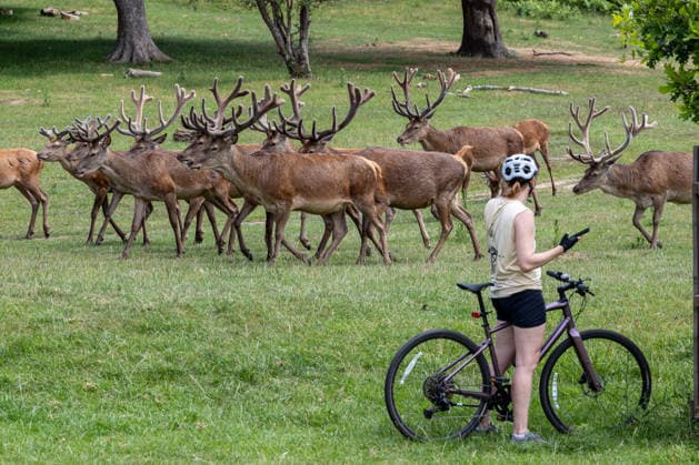 June 16, 2026, London, UK: London, UK. A cyclist enjoys the stags in Richmond Park, south-west London today as weather forecasters predict a hot week ahead with highs of over 31c for London and the South East. London UK  - ZUMAl94_ 20260616_zaf_l94_018 Copyright: xAlexxLentatix