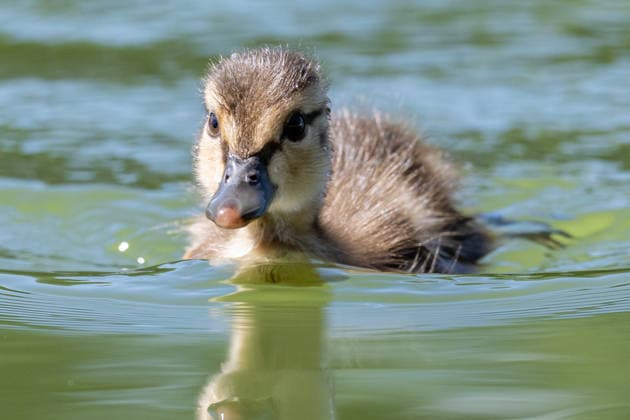 June 16, 2026, Washington, District Of Columbia, United States: A baby duck swims through patches of green algae in the Lincoln Memorial Reflecting Pool in Washington, D.C. The algae appeared shortly after the historic pool was refilled following a major rehabilitation project as maintenance and cleanup efforts continue. Washington United States  - ZUMAk206 20260616_znp_k206_004 Copyright: xMattxKaminskyx