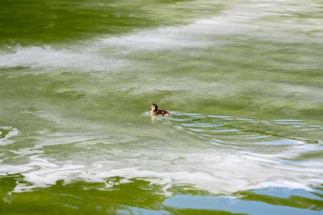 June 16, 2026, Washington, District Of Columbia, United States: A baby duck swims through patches chemicals to remove green algae in the Lincoln Memorial Reflecting Pool in Washington, D.C. The algae appeared shortly after the historic pool was refilled following a major rehabilitation project as maintenance and cleanup efforts continue. Washington United States  - ZUMAk206 20260616_znp_k206_009 Copyright: xMattxKaminskyx