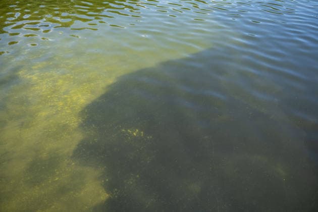 June 16, 2026, Washington, District Of Columbia, United States: A section of the Lincoln Memorial Reflecting Pool in Washington, D.C., shows the contrast between areas where green algae has been vacuumed and sections where algae remains visible. Cleanup efforts are continuing after the historic pool was recently refilled following a major rehabilitation project. Washington United States - ZUMAk206 20260616_znp_k206_005 Copyright: xMattxKaminskyx