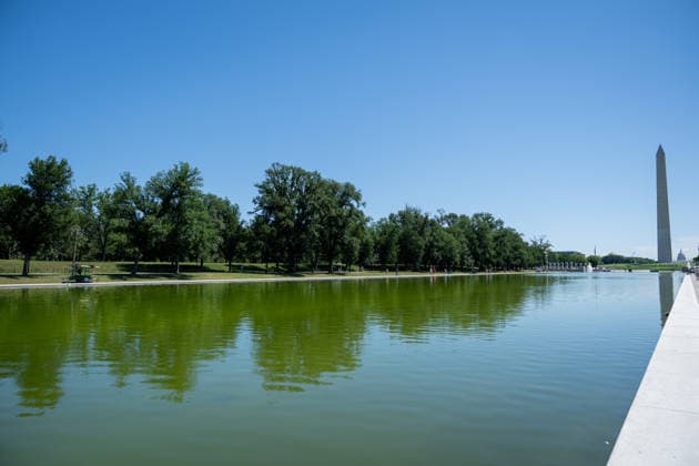 June 16, 2026, Washington, District Of Columbia, United States: Green algae is visible in the water of the Lincoln Memorial Reflecting Pool in Washington, D.C., shortly after the historic pool was refilled following a major rehabilitation project. Maintenance and cleanup efforts are continuing as officials work to address the algae growth. Washington United States - ZUMAk206 20260616_znp_k206_012 Copyright: xMattxKaminskyx