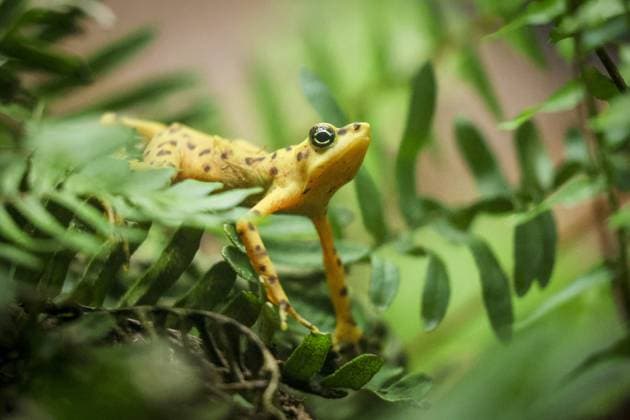 June 16, 2026, Tampa, Florida, USA: An adult Panamanian golden frog rests on a fern inside the Reptile and Amphibian Discovery Exhibit on Tuesday, June 16, 2026, at ZooTampa. Tampa USA - ZUMAs70_ 20260616_zan_s70_066 Copyright: xDouglasxR.xCliffordx