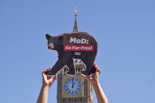 June 17, 2026, London, England, United Kingdom: An activist holds up a bear-shaped placar during a PETA campaign in Parliament Square urging the Ministry of Defence to stop using bearskin in Royal Guards ceremonial caps and to switch to a faux fur alternative. London United Kingdom - ZUMAv130 20260617_zip_v130_015 Copyright: xVukxValcicx
