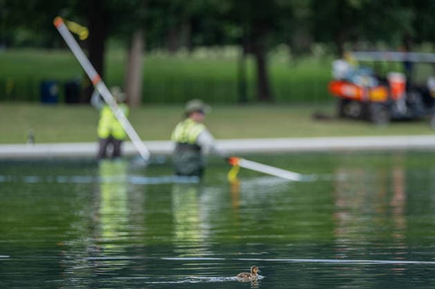 June 17, 2026, Washington, District Of Columbia, USA: A duckling swims by as members of the National Park Service continue removing residual algae from the Lincoln Memorial Reflecting Pool on the National Mall in Washington, D.C. Officials said the algae bloom resulted from residual algae left in the system during the restart of pool operations following recent renovations, and crews have made significant progress restoring water quality. Washington USA - ZUMAk206 20260617_znp_k206_011 Copyright: xMattxKaminskyx