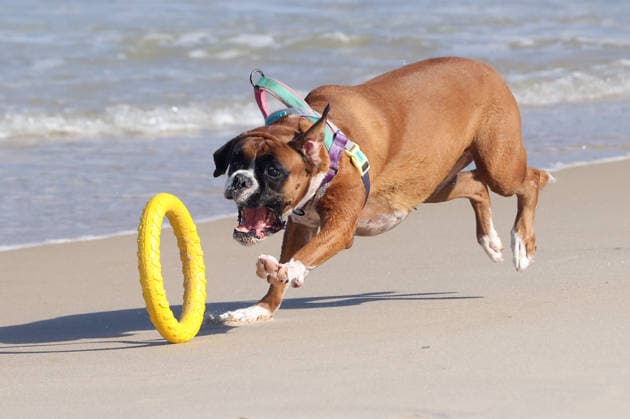 Entertainment Bilder des Tages June 18, 2026, Rio De Janeiro, Rio De Janeiro, Brazil: NINA, a Boxer dog, races across the sand while chasing and retrieving her yellow ring toy on Ipanema Beach in Rio de Janeiro, Brazil. The energetic dog kicked up sand as she darted along the shoreline during a sunny morning outing. Rio De Janeiro Brazil  - ZUMAk251 20260618_znp_k251_008 Copyright: xBobxKarpx
