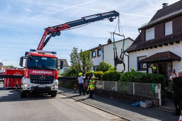 Pferd in Kellerabgang gestürzt Feuerwehr muss Geländer demontieren Kran rettet Tier nach Sedierung Klinik unterstützt vor Ort Am 18.06.2026 wurde in Klein-Auheim ein Pferd aus einem Kellerabgang eines Einfamilienhauses gerettet. Das Tier war zuvor aus einer Koppel entlaufen und über Wiesen sowie in Nachbargärten geraten. Dabei wurden Zäune, eine Mauer, eine Tür und Gartenelemente beschädigt. Die Feuerwehr setzte zur Rettung ein Kranfahrzeug ein, nachdem das Pferd sediert worden war. Ärztinnen einer Pferdeklinik aus Großostheim unterstützten den Einsatz vor Ort. Hanau Kleinauheim Hessen Deutschland *** Horse Falls into Basement Stairwell; Fire Department Must Dismantle Railing; Crane Rescues Animal After Sedation; Clin