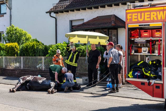 Pferd in Kellerabgang gestürzt Feuerwehr muss Geländer demontieren Kran rettet Tier nach Sedierung Klinik unterstützt vor Ort Am 18.06.2026 wurde in Klein-Auheim ein Pferd aus einem Kellerabgang eines Einfamilienhauses gerettet. Das Tier war zuvor aus einer Koppel entlaufen und über Wiesen sowie in Nachbargärten geraten. Dabei wurden Zäune, eine Mauer, eine Tür und Gartenelemente beschädigt. Die Feuerwehr setzte zur Rettung ein Kranfahrzeug ein, nachdem das Pferd sediert worden war. Ärztinnen einer Pferdeklinik aus Großostheim unterstützten den Einsatz vor Ort. Hanau Kleinauheim Hessen Deutschland *** Horse Falls into Basement Stairwell; Fire Department Must Dismantle Railing; Crane Rescues Animal After Sedation; Clin