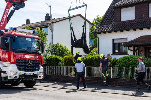 News Bilder des Tages Pferd in Kellerabgang gestürzt Feuerwehr muss Geländer demontieren Kran rettet Tier nach Sedierung Klinik unterstützt vor Ort Am 18.06.2026 wurde in Klein-Auheim ein Pferd aus einem Kellerabgang eines Einfamilienhauses gerettet. Das Tier war zuvor aus einer Koppel entlaufen und über Wiesen sowie in Nachbargärten geraten. Dabei wurden Zäune, eine Mauer, eine Tür und Gartenelemente beschädigt. Die Feuerwehr setzte zur Rettung ein Kranfahrzeug ein, nachdem das Pferd sediert worden war. Ärztinnen einer Pferdeklinik aus Großostheim unterstützten den Einsatz vor Ort. Hanau Kleinauheim Hessen Deutschland *** Horse Falls into Basement Stairwell; Fire Department Must Dismantle Railing; Crane Rescues Animal After Sedation; Clin