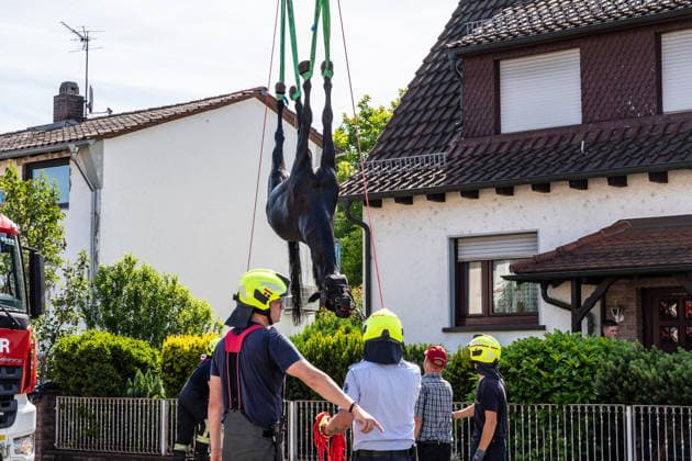 Pferd in Kellerabgang gestürzt Feuerwehr muss Geländer demontieren Kran rettet Tier nach Sedierung Klinik unterstützt vor Ort Am 18.06.2026 wurde in Klein-Auheim ein Pferd aus einem Kellerabgang eines Einfamilienhauses gerettet. Das Tier war zuvor aus einer Koppel entlaufen und über Wiesen sowie in Nachbargärten geraten. Dabei wurden Zäune, eine Mauer, eine Tür und Gartenelemente beschädigt. Die Feuerwehr setzte zur Rettung ein Kranfahrzeug ein, nachdem das Pferd sediert worden war. Ärztinnen einer Pferdeklinik aus Großostheim unterstützten den Einsatz vor Ort. Hanau Kleinauheim Hessen Deutschland *** Horse Falls into Basement Stairwell; Fire Department Must Dismantle Railing; Crane Rescues Animal After Sedation; Clin