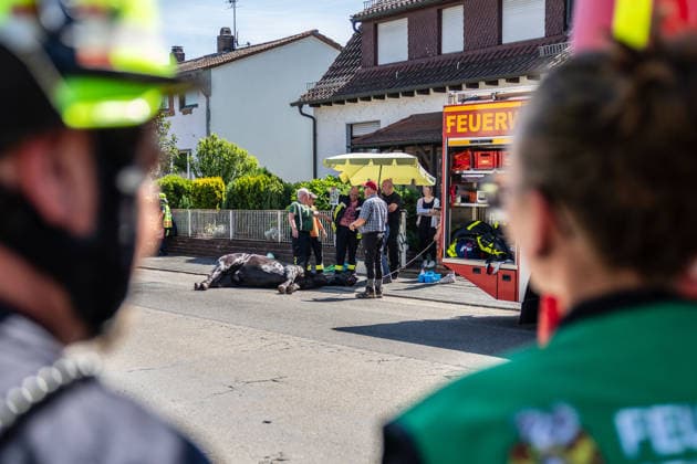 Pferd in Kellerabgang gestürzt Feuerwehr muss Geländer demontieren Kran rettet Tier nach Sedierung Klinik unterstützt vor Ort Am 18.06.2026 wurde in Klein-Auheim ein Pferd aus einem Kellerabgang eines Einfamilienhauses gerettet. Das Tier war zuvor aus einer Koppel entlaufen und über Wiesen sowie in Nachbargärten geraten. Dabei wurden Zäune, eine Mauer, eine Tür und Gartenelemente beschädigt. Die Feuerwehr setzte zur Rettung ein Kranfahrzeug ein, nachdem das Pferd sediert worden war. Ärztinnen einer Pferdeklinik aus Großostheim unterstützten den Einsatz vor Ort. Hanau Kleinauheim Hessen Deutschland *** Horse Falls into Basement Stairwell; Fire Department Must Dismantle Railing; Crane Rescues Animal After Sedation; Clin