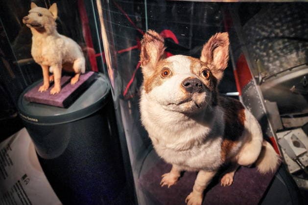 News Bilder des Tages RUSSIA, MOSCOW - JUNE 18, 2026: Stuffed animals, dogs Belka and Strelka who were launched into space in 1960, are on display at the Museum of Cosmonautics during the Moscow Museum Week. The Moscow Museum Week allows people to visit museums free of charge during the third week of each month, with each venue designating one specific day for free admission Moscow Russia  - ZUMAt113 20260618_zaa_t113_507 Copyright: xAlyonaxBzhakhovax