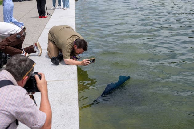 June 18, 2026, Washington, District of Columbia, USA: A section of the Lincoln Memorial s reflecting pool s new sealant has peeled up. Washington USA - ZUMAl312 20260616_znp_l312_048 Copyright: xAndrewxLeydenx