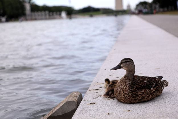 Workers remove algae from the Lincoln Memorial Reflecting Pool in Washington DC, USA. A duck and ducklings on the verge of the Lincoln Memorial Reflecting Pool in Washington as workers remove green algae in Washington, DC, USA, on June 18, 2026. The National Park Service (NPS) is working to control and remove the algae bloom that has turned the pool green following the Trump Administration s recent $14 million repair, resealing, and painting project. Washington USA  Copyright: xMatrixxImagesx xGentxShkullakux
