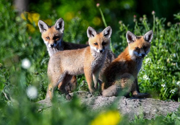 News Bilder des Tages Red fox cubs emerging from their den in Turkiye s Kars ?????? KARS, TURKIYE - JUNE 19: A view of Red fox cubs emerging from their den in a meadow observed in a grassy area near their den in Karahamza Village after venturing out into the open in the Selim district of Kars, Turkiye, on June 19, 2026. Huseyin Demirci Anadolu Kars Turkey. Editorial use only. Please get in touch for any other usage.  Copyright: x2026xAnadoluxHuseyinxDemircix
