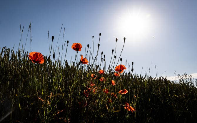 News Bilder des Tages 19.06.2026 - Impression: Morgenstimmung im Nahetal in Bad Sobernheim (Rheinland-Pfalz). In den nächsten Tagen steht die erste große Hitzewelle dieses Sommers mit Temperaturen deutlich jenseits der 30-Grad-Marke bevor. Im Bild: Klatschmohnblüten im morgendlichen Gegenlicht der Sonne. Bad Sobernheim Nahetal Rheinland-Pfalz Deutschland *** June 19, 2026 Copyright: xBEAUTIFULxSPORTS RaphaelxSchmittx