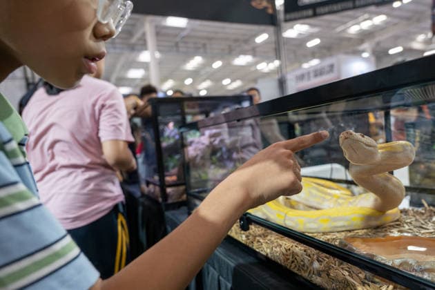 (260619) -- BEIJING, June 19, 2026 -- A child visits the 2026 Beijing World Reptiles Expo in Pinggu District, Beijing, capital of China, June 19, 2026. The event takes place here from June 19 to 21. ) CHINA-BEIJING-WORLD REPTILES EXPO (CN) HuxJingwen 