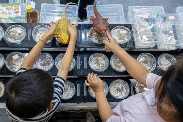 (260619) -- BEIJING, June 19, 2026 -- Children visit the 2026 Beijing World Reptiles Expo in Pinggu District, Beijing, capital of China, June 19, 2026. The event takes place here from June 19 to 21. ) CHINA-BEIJING-WORLD REPTILES EXPO (CN) HuxJingwen 