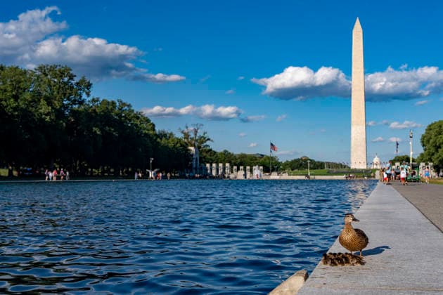 The reflecting pool in Washington - 19 Jun 2026 A duck and her ducklings stand by the side of the reflecting pool in Washington. Washington United States Copyright: xJenxGolbeckx xSOPAxImagesx _1JG6833