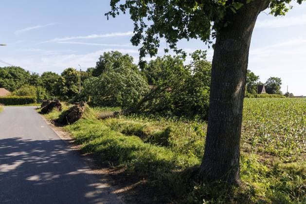 A fallen tree pictured in Huise, Kruisem, after last nights thunderstorm, Saturday 20 June 2026. Like many European countries, Belgium is experiencing an unusually hot spell for this time of year. The Belgian Royal Meteorological Institute (KMI) issued a code orange warning for heat and severe thunderstorms.  NICOLASxMAETERLINCK 178437307