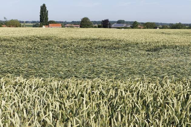 A wind-blown grain field pictured after last nights thunderstorm, Saturday 20 June 2026. Like many European countries, Belgium is experiencing an unusually hot spell for this time of year. The Belgian Royal Meteorological Institute (KMI) issued a code orange warning for heat and severe thunderstorms.  NICOLASxMAETERLINCK 178440078