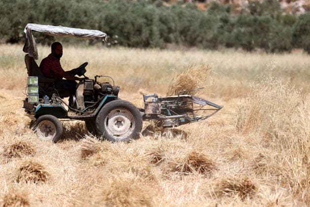Wheat harvest in the West Bank RAMALLAH, WEST BANK, PALESTINE - JUNE 20: Palestinian farmers harvest wheat in the town of Sinjil, despite Israeli attacks on Palestinian-owned lands, in Ramallah, West Bank, Palestine on June 20, 2026. Farmers continue collecting their wheat crops from agricultural fields amid ongoing tensions in the area. Issam Rimawi Anadolu Ramallah West Bank. Editorial use only. Please get in touch for any other usage.  Copyright: x2026xAnadoluxIssamxRimawix