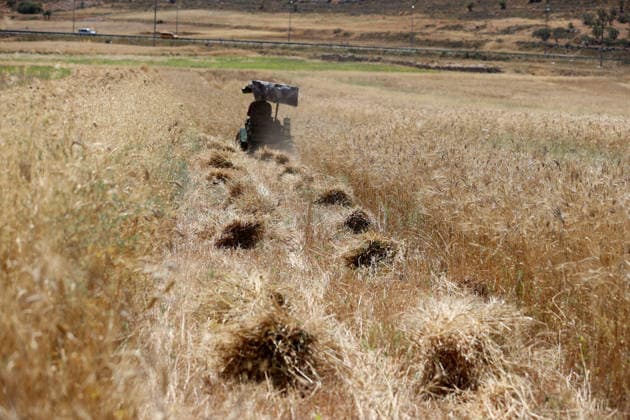 Wheat harvest in the West Bank RAMALLAH, WEST BANK, PALESTINE - JUNE 20: Palestinian farmers harvest wheat in the town of Sinjil, despite Israeli attacks on Palestinian-owned lands, in Ramallah, West Bank, Palestine on June 20, 2026. Farmers continue collecting their wheat crops from agricultural fields amid ongoing tensions in the area. Issam Rimawi Anadolu Ramallah West Bank. Editorial use only. Please get in touch for any other usage.  Copyright: x2026xAnadoluxIssamxRimawix