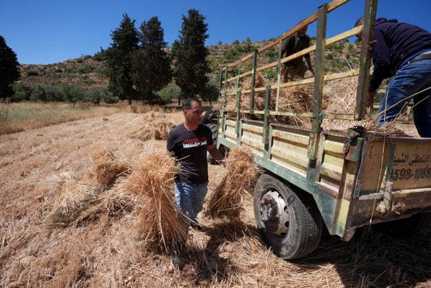 Wheat harvest in the West Bank RAMALLAH, WEST BANK, PALESTINE - JUNE 20: Palestinian farmers harvest wheat in the town of Sinjil, despite Israeli attacks on Palestinian-owned lands, in Ramallah, West Bank, Palestine on June 20, 2026. Farmers continue collecting their wheat crops from agricultural fields amid ongoing tensions in the area. Issam Rimawi Anadolu Ramallah West Bank. Editorial use only. Please get in touch for any other usage.  Copyright: x2026xAnadoluxIssamxRimawix