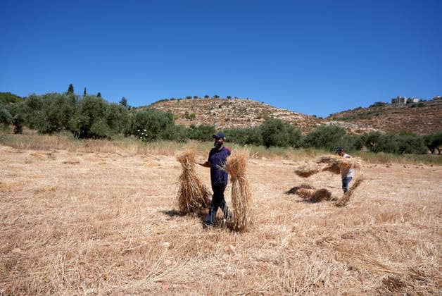 Wheat harvest in the West Bank RAMALLAH, WEST BANK, PALESTINE - JUNE 20: Palestinian farmers harvest wheat in the town of Sinjil, despite Israeli attacks on Palestinian-owned lands, in Ramallah, West Bank, Palestine on June 20, 2026. Farmers continue collecting their wheat crops from agricultural fields amid ongoing tensions in the area. Issam Rimawi Anadolu Ramallah West Bank. Editorial use only. Please get in touch for any other usage.  Copyright: x2026xAnadoluxIssamxRimawix