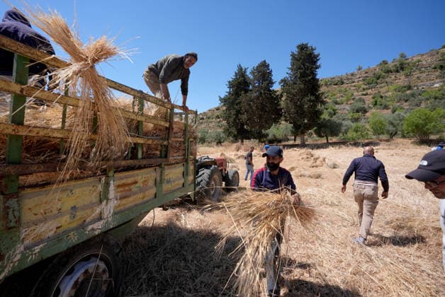 Wheat harvest in the West Bank RAMALLAH, WEST BANK, PALESTINE - JUNE 20: Palestinian farmers harvest wheat in the town of Sinjil, despite Israeli attacks on Palestinian-owned lands, in Ramallah, West Bank, Palestine on June 20, 2026. Farmers continue collecting their wheat crops from agricultural fields amid ongoing tensions in the area. Issam Rimawi Anadolu Ramallah West Bank. Editorial use only. Please get in touch for any other usage.  Copyright: x2026xAnadoluxIssamxRimawix