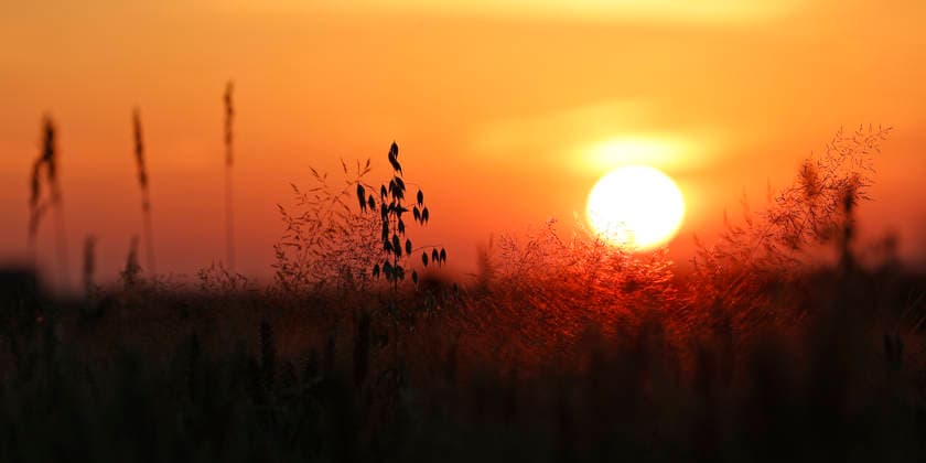 Sonnenuntergang am längsten Tag 20.06.2026 Sommersonnenwende verkürzt die Tage von 16.5 Stunden abwärts hier Sonnenuntergang auf einem Feld Pfungstadt Hessen Deutschland *** Sunset on the longest day, June 20, 2026. The summer solstice shortens the days from 16.5 hours onward. Here, sunset over a field in Pfungstadt, Hesse, Germany.,detected_source_language