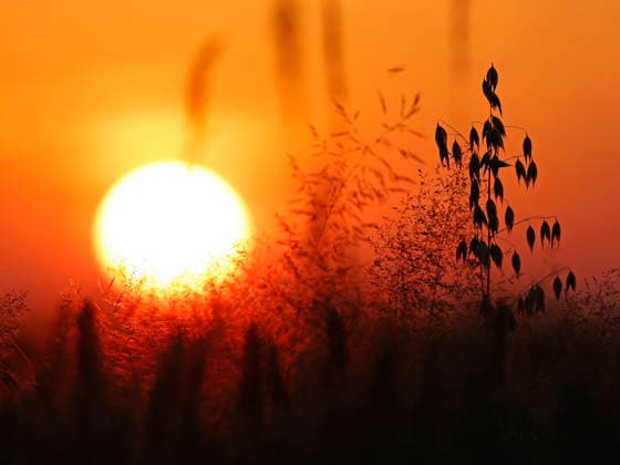 Sonnenuntergang am längsten Tag 20.06.2026 Sommersonnenwende verkürzt die Tage von 16.5 Stunden abwärts hier Sonnenuntergang auf einem Feld Pfungstadt Hessen Deutschland *** Sunset on the longest day, June 20, 2026. The summer solstice shortens the days from 16.5 hours onward. Here, sunset over a field in Pfungstadt, Hesse, Germany.,detected_source_language