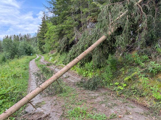 21.06.2026 Patscherkofel, Innsbruck, Tirol, Österreich Bild: gefällter Baum liegt über einem Wanderweg, Forstweg gefällte Bäume, umgestürzte Fichte über einem Weg, Waldrodung, Forstarbeit, Forst *** June 21, 2026 Patscherkofel, Innsbruck, Tyrol, Austria Photo of a felled tree lying across a hiking trail; felled trees on a forest road; a fallen spruce across a path; forest clearing; forestry work; forestry,detected_source_language