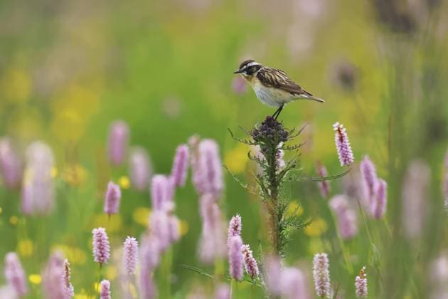 Creative Highlights World #2 Braunkehlchen, Saxicola rubetra, sitzt auf einer Distel, Burbach Nordrhein-Westfalen Whitthroat, Saxicola rubetra, sitting on a thistle, Burbach, North Rhine-Westphalia Copyright: imageBROKER GerdxPetri ibxgdp18102281.jpg